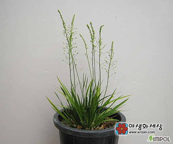 철원돌창포